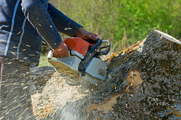 Lincoln, AR Tree Services Company