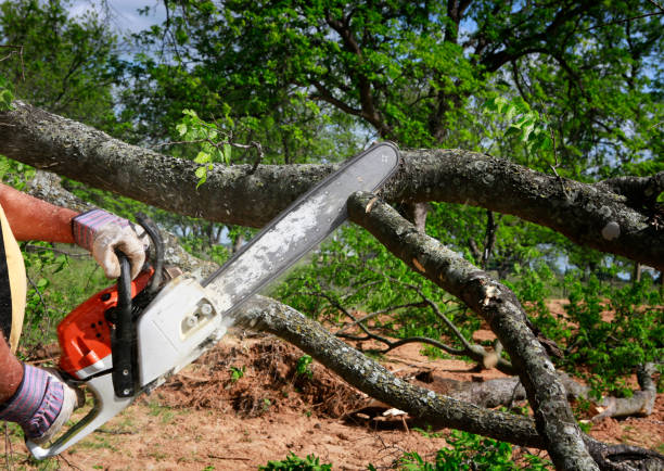 Leaf Removal in Lincoln, AR